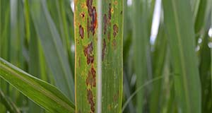 Figure 1. Various sizes of ring spot lesions on the upper side of the leaf. Note the irregular shaped lesions and the narrow yellow halos.