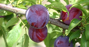 Figure 9. ‘Gulfruby’ fruit. Credits: P. Miller, UF/IFAS