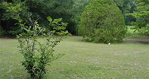 Figure 1. A lawn showing nitrogen deficiency symptoms.