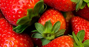 Freshly harvested strawberries.