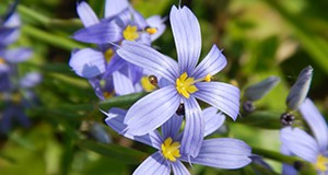 Blue-eyed grass inflorescence.