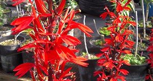 Flowers of cardinal flower.