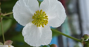 Duck potato inflorescence.