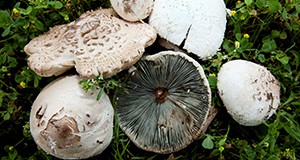 Figure 1. A collection of Chlorophyllum molybdites from the University of Florida campus in Gainesville showing characteristic features such as the scaly white cap and the greenish gills (underside of the cap).