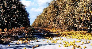 Figure 6. Fruit drop in citrus after a severe winter freeze. Credits: Mongi Zekri, UF/IFAS