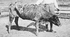 Farmer with his sick cow. Source: Smather's Archives.
