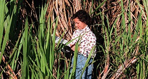 Rosa Muchovej, assistant professor with the University of Florida's Institute of Food and Agricultural Sciences, takes notes on growth of sugarcane near Clewiston. While most sugarcane is now grown on the area's organic muck soils, Muchovej and other UF researchers are developing new management practices to grow cane on less desirable sandy soil, thereby minimizing the environmental impact of sugarcane farming on the Florida Everglades.