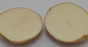 Figure 1. Typical tuber and internal flesh color of Marcy potato variety. Credits: Lincoln Zotarelli