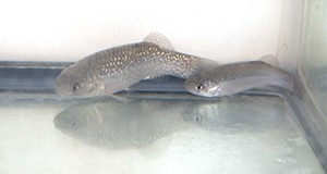 Male (left) and female (right) Gulf killifish, Fundulus grandis. 