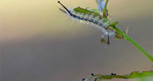 Figure 3. Tussock moth caterpillar feeding on an oak leaf. Fras droppings are shown beneath the caterpillar, indicating the type of pest. Credits: A.G. Dale