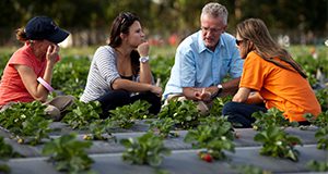 Drs. Clyde Fraisse (blue shirt) and Natalia Peres (orange shirt) speak with graduate students amongst rows of strawberries at the Gulf Coast Research and Education Center in Balm, Florida. Strawberry, fruit, agriculture, food production. UF/IFAS Photo by Tyler Jones.