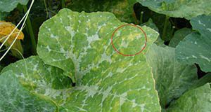 Figure 2. Early symptoms on squash characterized by chlorotic angular lesions—circled in red. Credits: M. Paret