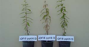 Figure 3. Oxygen fertilization saved bald cypress plants flooded by 8 PPT sodium chloride for four days. Left plant: no oxygen fertilization, no salinity, growing well; middle plant: no oxygen fertilization, 8 PPT salinity stressed, died; right plant: oxygen fertilization, 8 PPT salinity stressed, growing well.