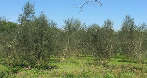 A healthy Arbequina olive grove in Volusia County, Florida.