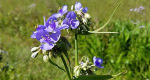 Spiderwort can be easily identified by its clusters of colorful flowers with three petals.