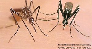 Figure 2. Aedes aegypti (left) and Aedes albopictus (right). Credits: Florida Medical Entomology Laboratory.