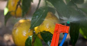 Lemon trees with micro irrigation system. Photo Credits: UF/IFAS Photo by Tyler Jones