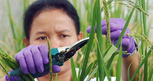 Porntip Tinjuangjun, a postdoctoral plant pathology student from Thailand, collects seed from transgenic rice at the University of Florida's Institute of Food and Agricultural Sciences in Gainesville, Tuesday JUNE 10, 2003. By using cloning and other genetic engineering methods, she is developing seed that is resistant to bacterial infection, which is a major rice crop problem in Africa and Southeast Asia.
