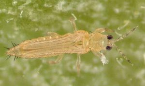 florida flower thrips