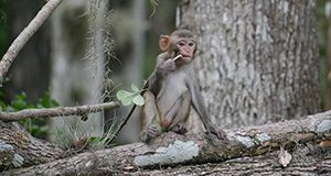 rhesus macaque monkey child