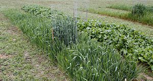 Figure 1. Small cool-season food plot planted in north Florida. 