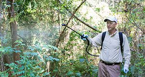 A single-nozzle backpack sprayer is useful for foliar treatment of many woody invasive plants.