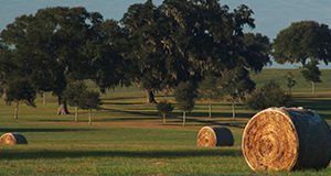 Hay bales in a field.