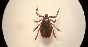 Male Ixodes scapularis tick