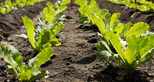 Rows of research lettuce at the EREC in Belle Glade. Photo taken 10-22-15  Photo Credits:  UF/IFAS Photo by Tyler Jones