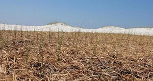 Surrogate wrack (wheat straw) placed around sea oats at approximately 8 inches deep two weeks after planting.