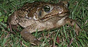 Cane toad (Bufo marinus)