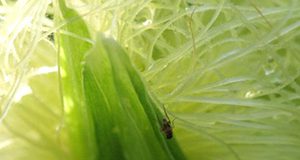 cob fly ovipositing