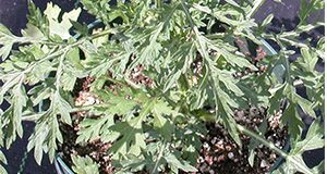 Figure 1. Ragweed parthenium growing in a pot. Note the upright growth habit and the basal rosette leaves. Credits: Annette Chandler, UF/IFAS