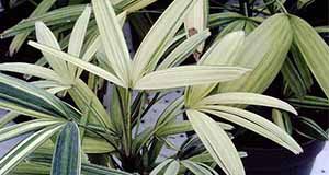 Figure 2. Variegated lady palm.