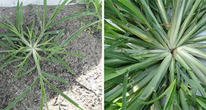 Figure 2. Goosegrass seedling (left) and mat-like rosette (right). Credits: Nathan S. Boyd, UF/IFAS