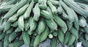 The fruit of angled luffa have a longer shelf life and are more tolerant to shipping than those of smooth luffa. The angled luffa is more popular in Florida's commercial farms for Asian vegetable crops. Credits: Guodong Liu, UF/IFAS