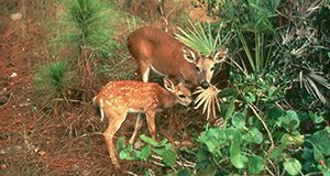 Doe and fawn Florida Key deer foraging on palmetto scrub.