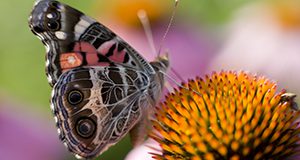 Butterfly visits a coneflower. UF/IFAS Photo by Tyler Jones.