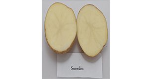Figure 1. Typical tuber and internal flesh color of ‘Snowden’ potato variety. Credits: Lincoln Zotarelli, UF/IFAS
