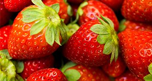 Freshly harvested strawberries UF/IFAS Photo by Tyler Jones