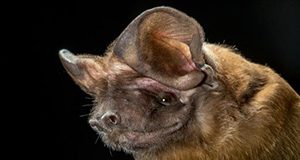 Florida bonneted bat Merlin Tuttle