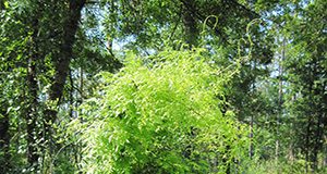 Japanese Climbing Fern