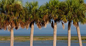    ADD TO LIGHTBOX DOWNLOAD  Description:  Cabbage palms and birds on Lake Okeechobee. Cabbage palm, sabal palm, Sabal palmetto, wading birds, bird, avian, lake, marsh, wetland. UF/IFAS Photo by Tyler Jones.