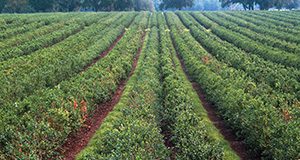 Blueberry field.