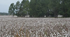 Cotton farm.