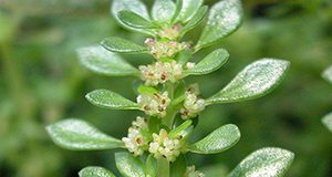 Figure 4. Artillery weed in flower. Credits: Annette Chandler, UF/IFAS