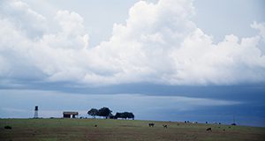 small farm in North Florida, sky, clouds, barn, cows,  beef cattle, trees, grass, pasture. UF/IFAS Photo: Thomas Wright.