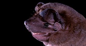 velvety-free-tailed-bat