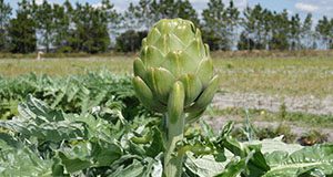 Figure 3. Artichoke flower-bud formation or bolting. Credits: Shinsuke Agehara, UF/IFAS