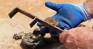 man's hands using oyster-culling tool